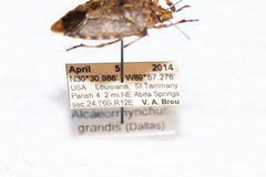 Alcaeorrhynchus grandis