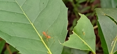 Myrmaplata plataleoides