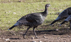 Meleagris gallopavo mexicana