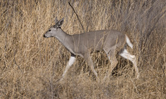 Odocoileus virginianus couesi