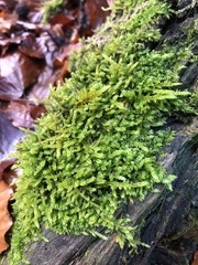 Hypnum cupressiforme