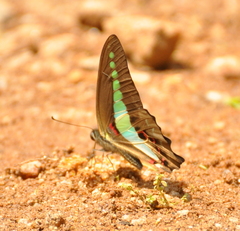 Graphium teredon