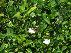 Hylephila fasciolata