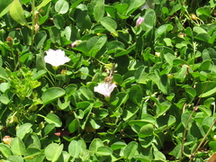 Hylephila fasciolata