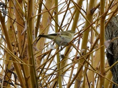 Phylloscopus collybita