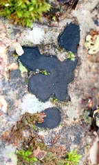 Biscogniauxia nummularia