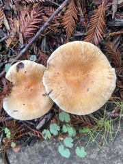 Leucopaxillus gentianeus