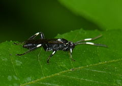 Coelichneumon