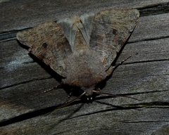 Orthosia incerta