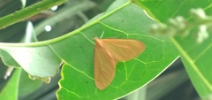 Eubaphe