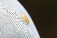 Trichopsocus