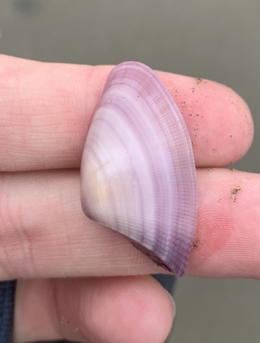 Donax carinatus