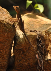 Otocryptis