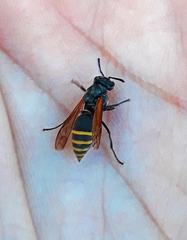 Brachygastra lecheguana