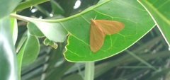 Eubaphe