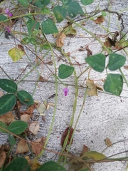 Desmodium uncinatum