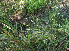 Ptilostemon echinocephalus