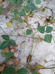 Desmodium uncinatum