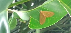 Eubaphe