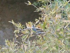 Cyanistes teneriffae teneriffae