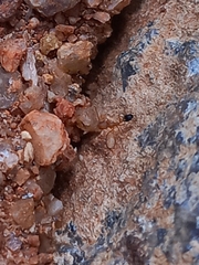 Monomorium salomonis