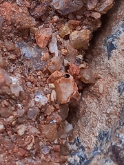 Monomorium salomonis