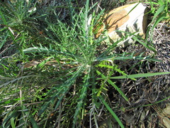 Ptilostemon echinocephalus
