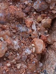 Monomorium salomonis