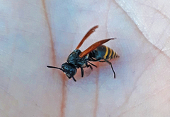 Brachygastra lecheguana