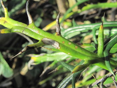 Ptilostemon echinocephalus