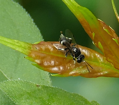 Clitemnestra bipunctata