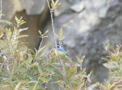 Cyanistes teneriffae teneriffae