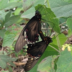 Battus polydamas polydamas