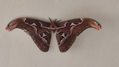 Attacus taprobanis