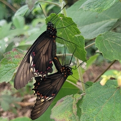 Battus polydamas polydamas