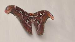 Attacus taprobanis