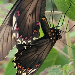 Battus polydamas polydamas