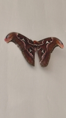 Attacus taprobanis