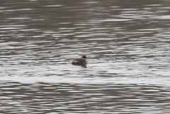 Tachybaptus ruficollis