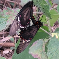 Battus polydamas polydamas