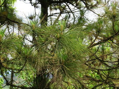 Pinus canariensis