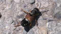 Staphylinus caesareus