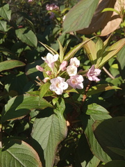 Weigela florida