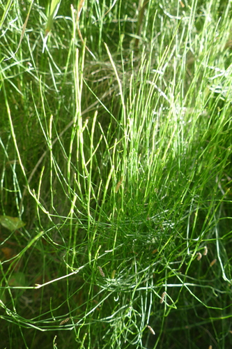 Equisetum ramosissimum image