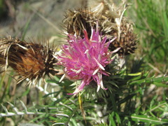 Ptilostemon echinocephalus