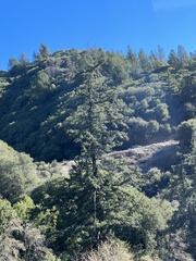 Pseudotsuga macrocarpa