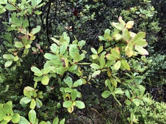 Vaccinium calycinum