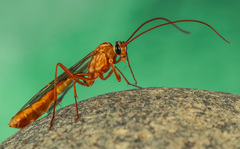 Ophion obscuratus