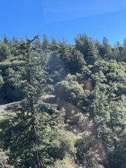 Pseudotsuga macrocarpa