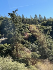 Pseudotsuga macrocarpa